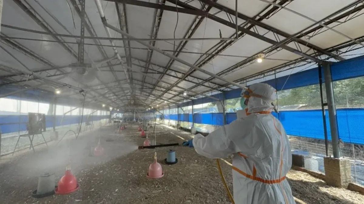 南市爆發今年首例禽流感 動保處緊急撲殺逾萬隻